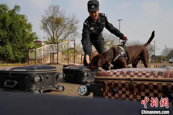 如果想当训犬员要具备什么条件？警犬类专业怎么样工资待遇
