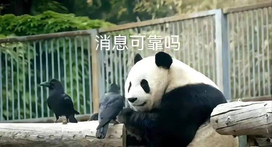 熊猫办公靠谱吗？PNG平台怎么样