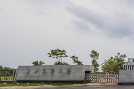 东北农大的新能源类怎样？（东北农大怎么样啊）