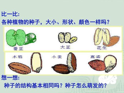 种子与种籽的区别？（种子科学与技术怎么样）