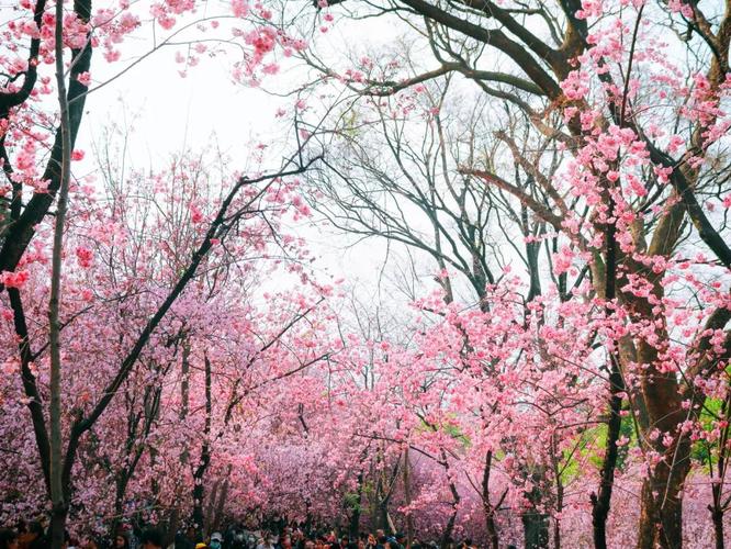 春城无处不飞花指哪个地方？（大学春城怎么样）