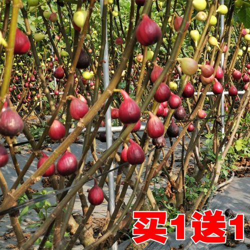什么水果树苗最好种？（英国皇家农大怎么样）